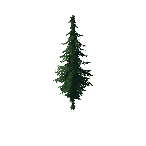 Fir Tree 1